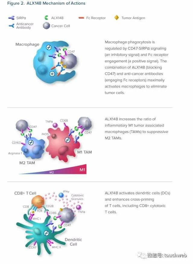 持股|生物医药企业ALX Oncology上市：市值超10亿美元