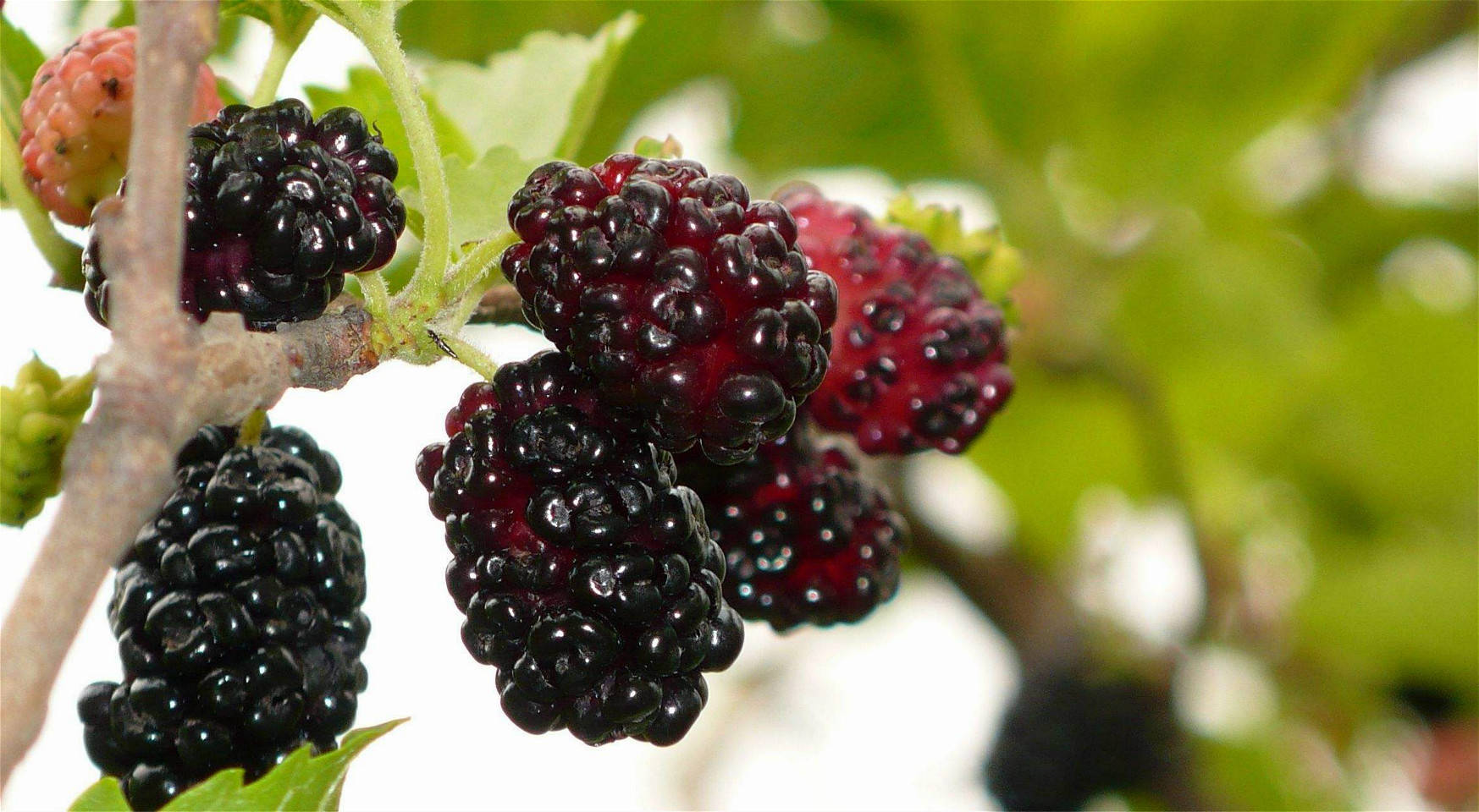 南瓜|草鱼上来就咬钩用这几种不起眼的天然食物做鱼饵