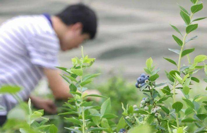 鲜蓝莓涩怎么吃呀