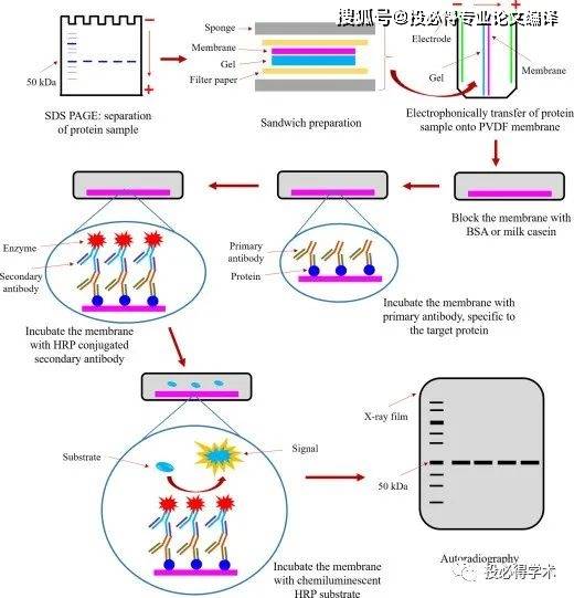 先区分下southern blotting(针对dna检测的), northern blotting