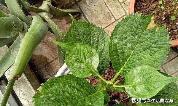 猫爪草长什么样的 92e1e6df14d7428ba8add6d1c0ea99ef.jpeg