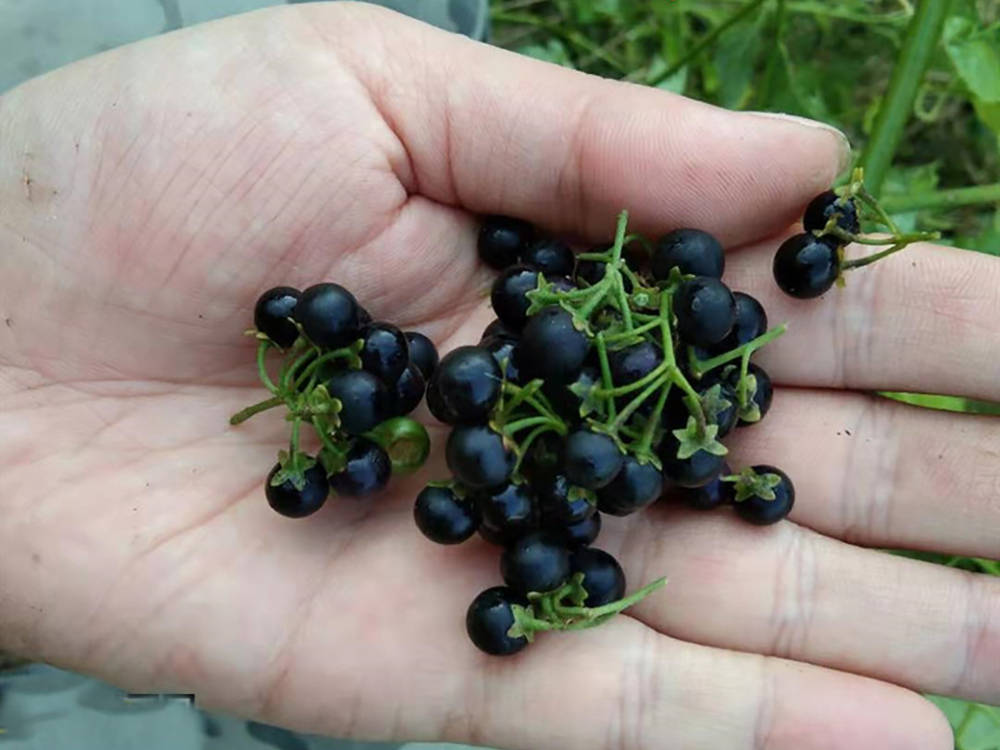 田边的野葡萄儿时老人说有毒不能吃如今一斤50元成稀罕水果