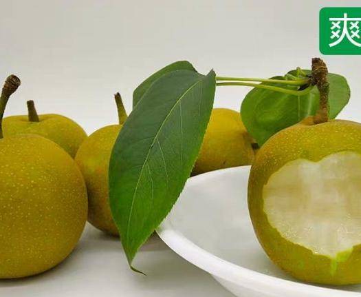 家乡父老|再不去就没有了!南充嘉陵龙蟠那边的红瓦房翠冠梨!