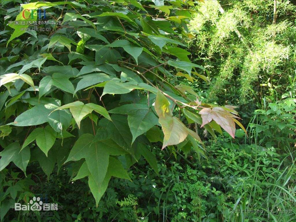 枫香主要病虫害防治技术和日常养护管理核心