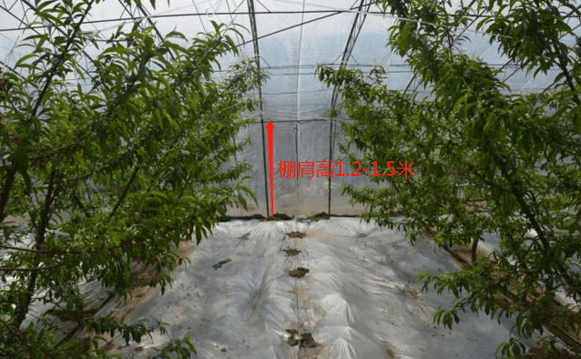 搭建大棚专用瓦 d555a1ca2e8f4e7989568ed05879944b.png