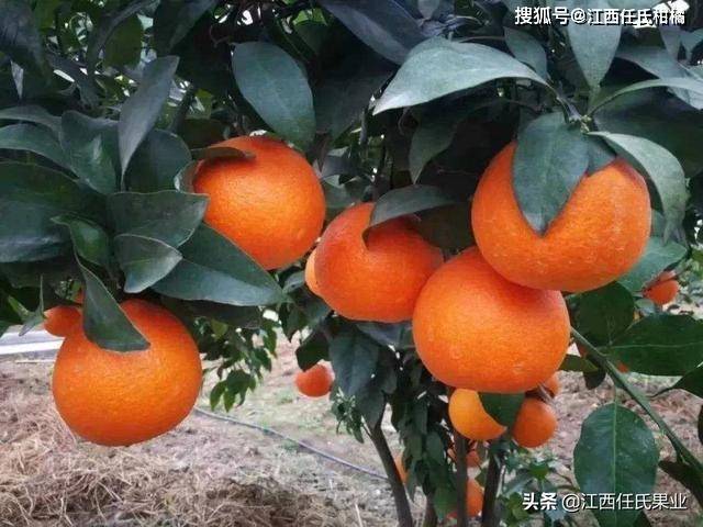 爱莎柑桔,爱莎杂柑新宠,未来柑桔霸主地位_柑橘