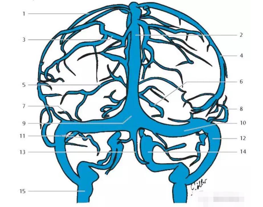 精彩的大脑血供区域图及血管解剖图双语