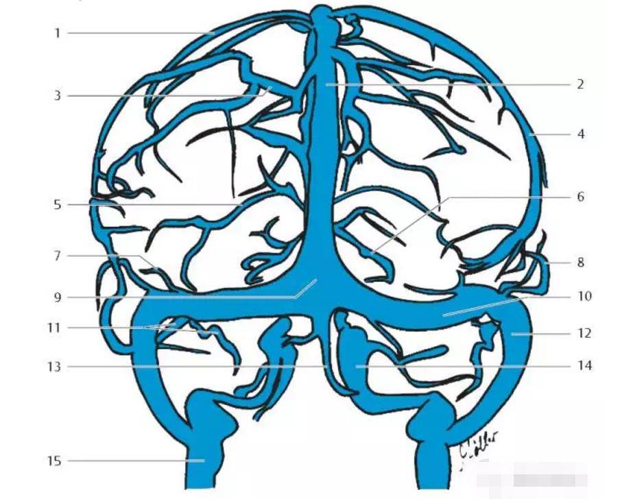 1 superior cerebral veins 大脑上静脉2 superior sagittal sinus 上