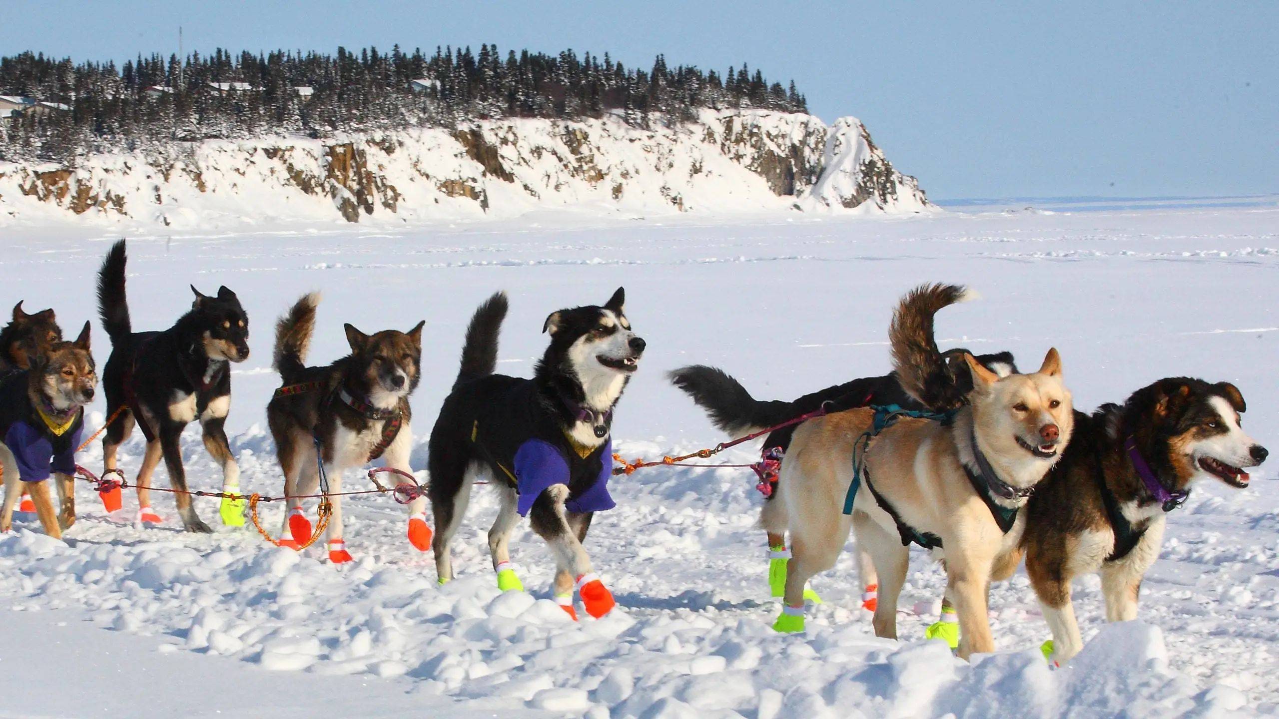 雪橇三傻是指西伯利亚犬(哈士奇,阿拉斯加犬和萨摩耶这三种犬科动物