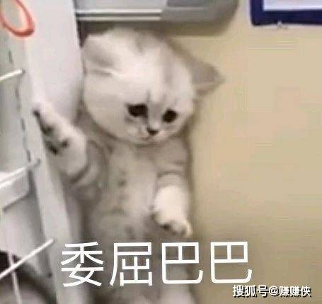 可爱猫咪表情包图片:撩小哥哥