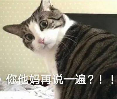 我以为我的猫丢了，原来…是我瞎了