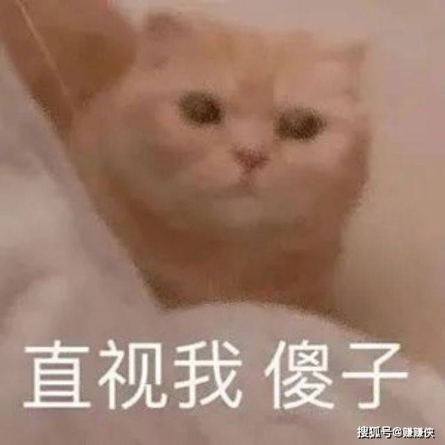 可爱猫咪表情包图片:撩小哥哥