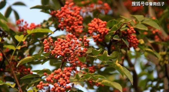 果季将至一篇来自花椒树的独白？