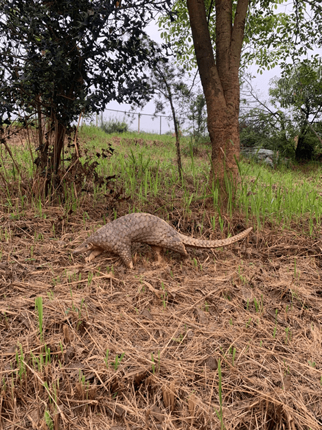 救助穿山甲疑云