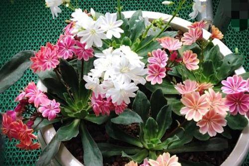 阳台养花选它,好养好看花期长,新手越养越上瘾