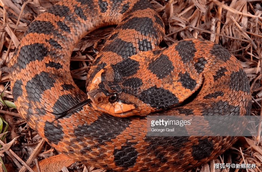 美帝蛤蟆杀手--heterodon platyrhinos东部猪鼻蛇