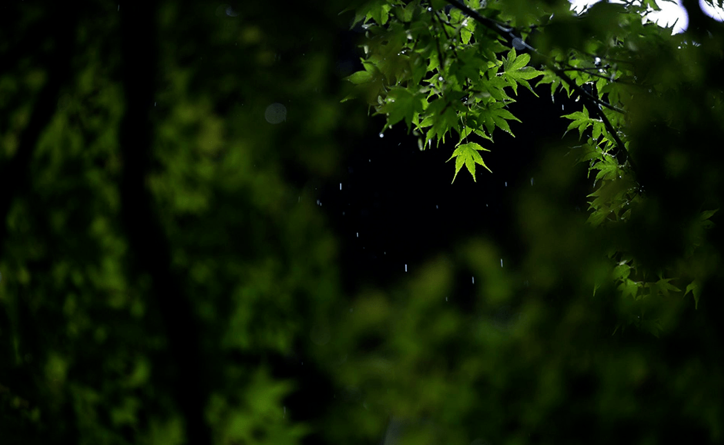 诗词鉴赏67大暑已至大雨时行一场山雨一份诗意一路前行