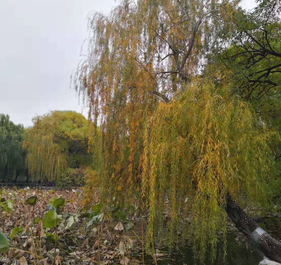 城市|中国二线城市大学排行榜top100出炉！了解一下二线城市的好大学吧