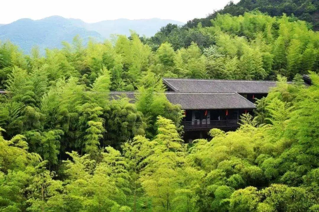 夏天|六大茶类里，哪种茶适合夏天喝？冬红春白夏绿