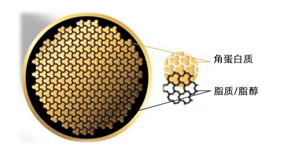 一,如何根本改善头发干枯问题(一)头发构造我们先来看下健康发丝的