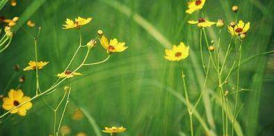 调剂|2020高考志愿填报，专业调剂到底填“服从”还是“不服从”？