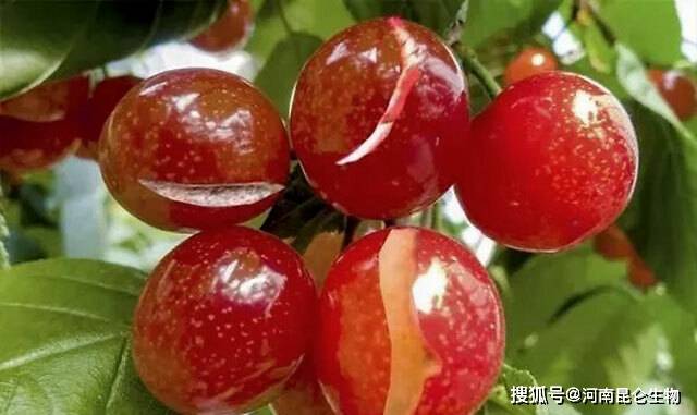 樱桃和车厘子哪个含糖高 cf8b73b48a9b4181a36bf8caad08a02e.jpeg