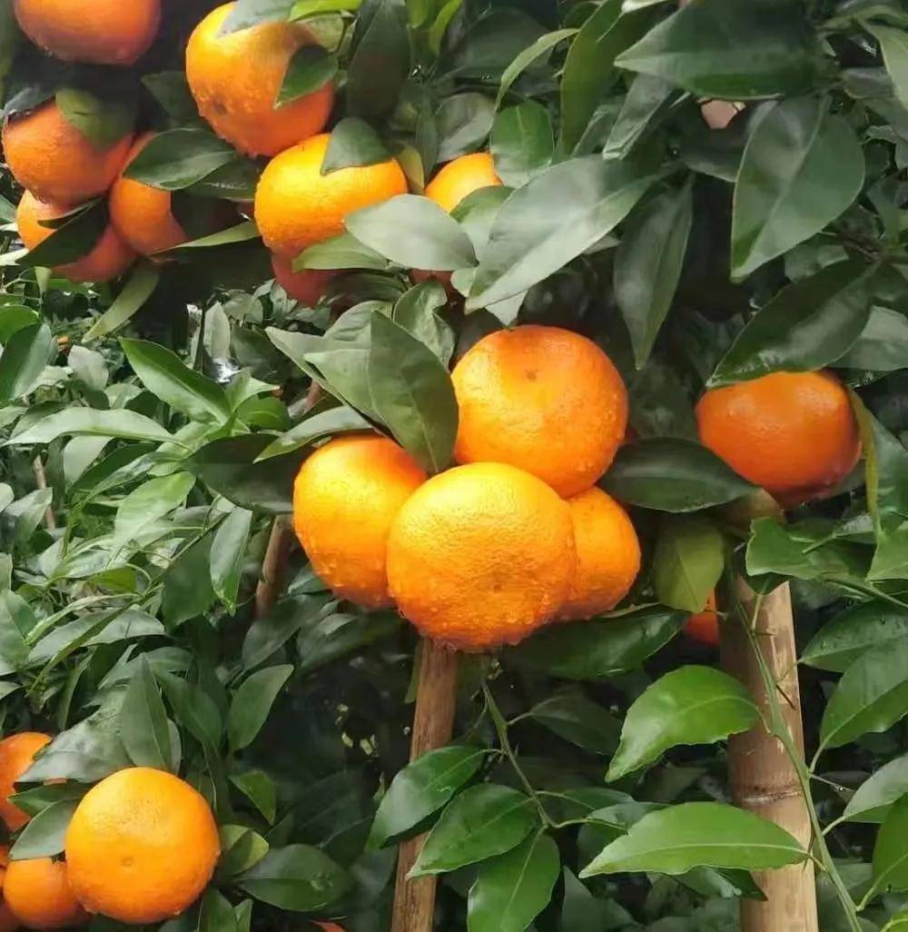 
种植沃柑选择什么砧木好？枳壳、香橙、酸橘砧木的优缺点！_澳门威斯尼斯wns88