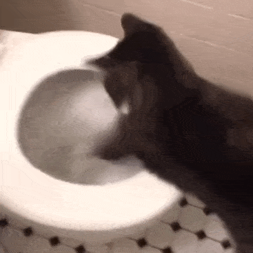 萌猫很想问问这位铲屎官:你每次闻到猫咪爪爪的味道,良心不会痛吗?