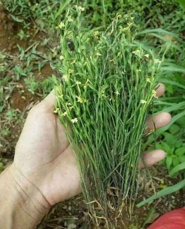 独脚金是其中药名,它的别名有黄花草,疳积草等,是一种一年生小型草本
