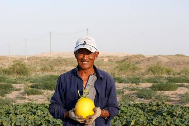 京喜|京喜力推产地直发 助力民勤蜜瓜开拓新兴市场销路