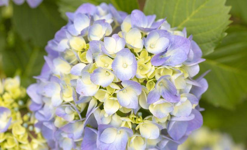 8月初，財運蒸蒸日上，事業愛情全有，窮日子熬到頭的四大生肖 星座 第3張