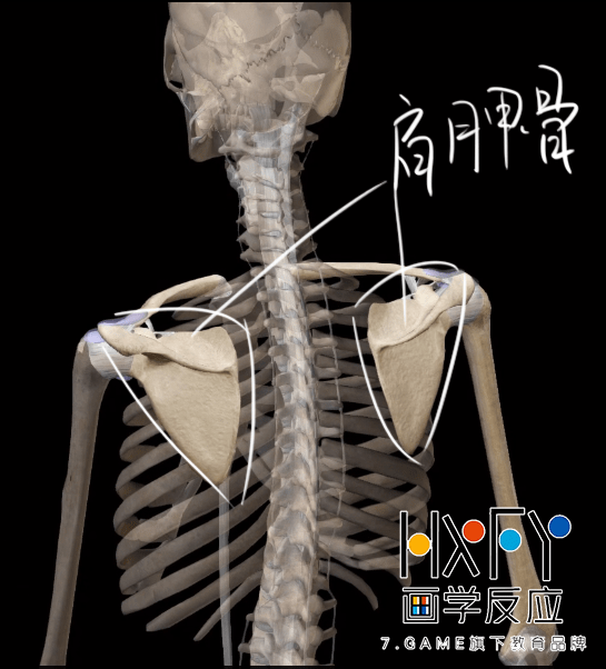 首先呢,肩胛骨为三角形扁骨,贴在胸廓的后外面,介于第二到第七肋骨