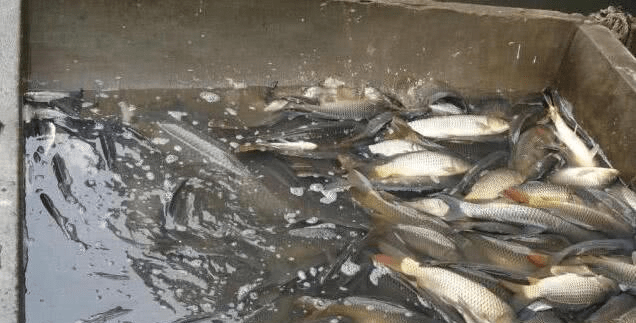 鱼多久会被渴死掉 44ccd3460d734570b58141e6a1986b52.png