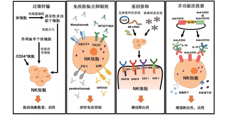 免疫细胞有哪些,nk细胞在肿瘤免疫治疗的研究进展,nk细胞的主要来源是