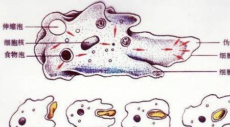 什么是单细胞生物 0c73937aa347413d87d53ea1f555e550.jpeg