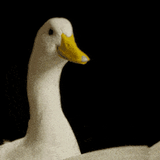 12819be4524a4e6da2c650563097d197.gif