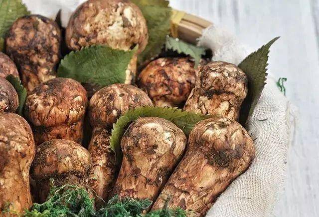 松茸的功效与作用怎么吃 587ba66c597f43cc9c8e59f6fda518ef.jpeg