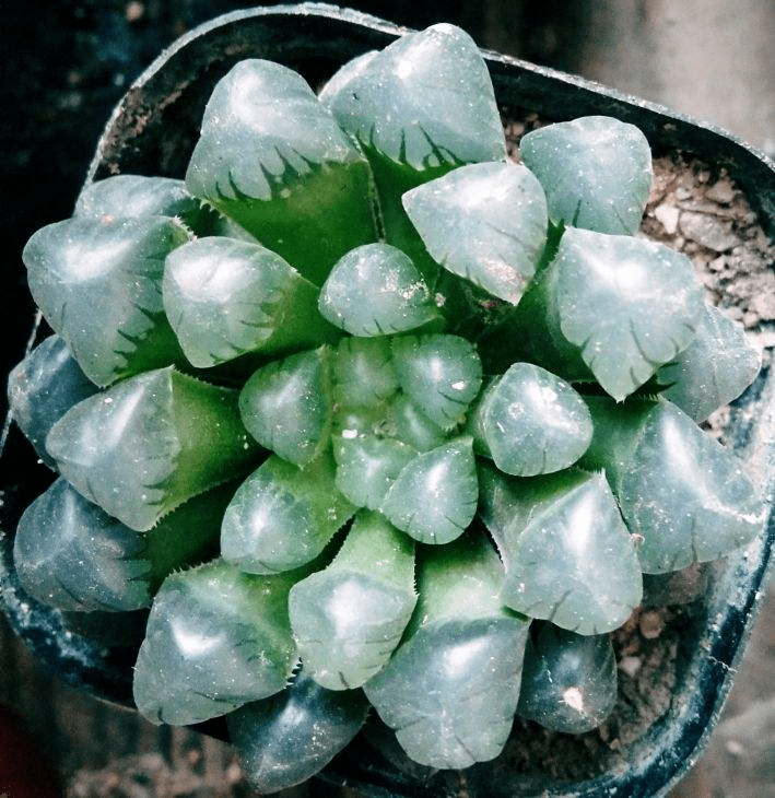 多肉怎么养才能变成晶莹剔透 927fc34acf8547878020329dec63838d.png