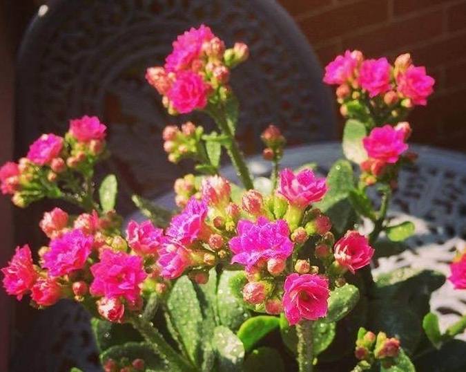 几月份嫁接长寿花最好 d6b401aef4dd46e2888de7cab5ca5b5f.jpeg