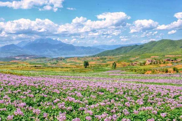 4万亩洋芋花齐放有多美丽江太安乡花海万紫千红