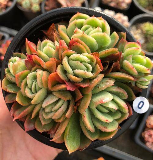 多肉叶插多久可以长成一株 9759516837a94883a9685597f79d107f.jpeg