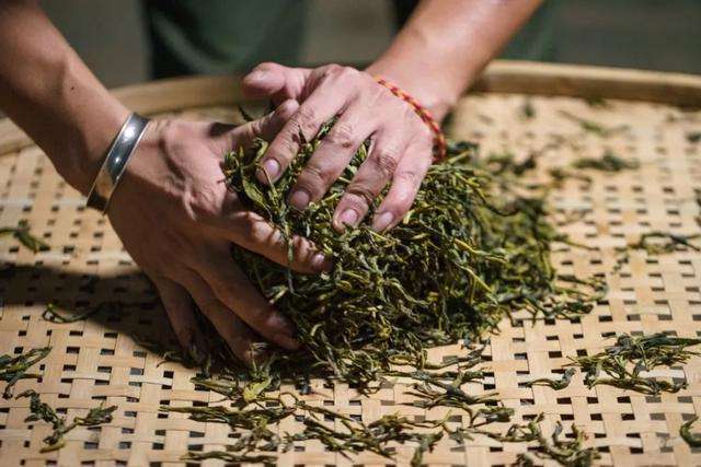 传统揉茶和当前工艺有什么区别_茶叶