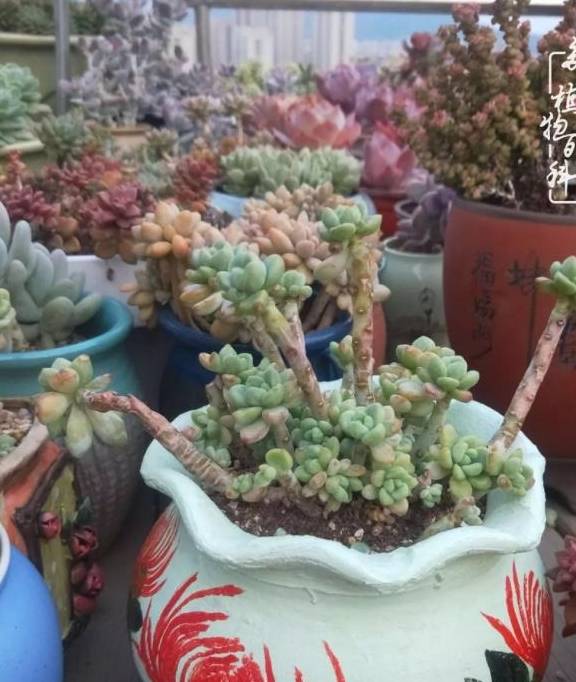 多肉小视频大全集 dc3a84ccd6c24f03b32fbd189b5160cf.jpeg