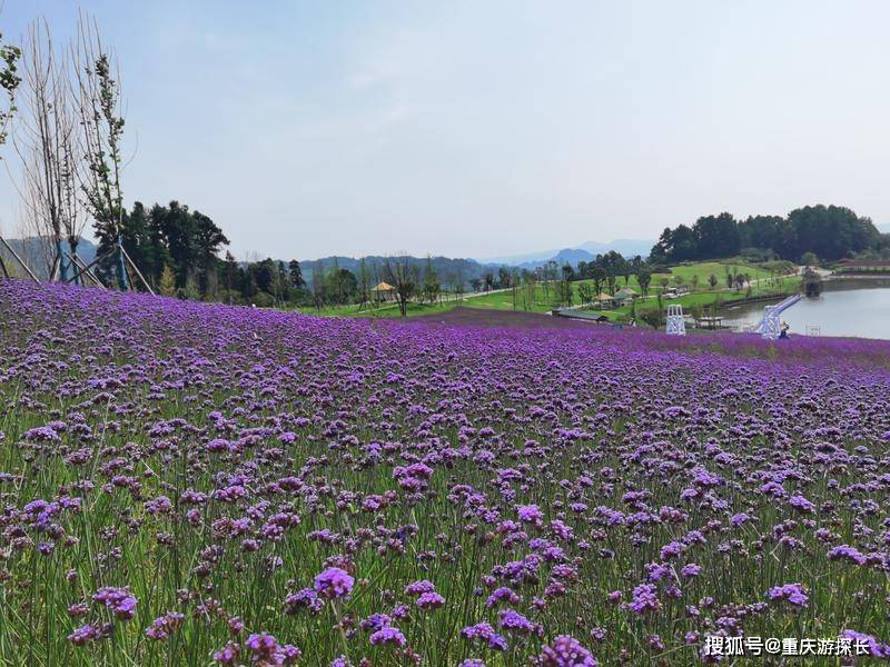 原创重庆綦江深度游,赏横山花仙谷800亩花海,爬巍峨古剑山吃鲜美北渡