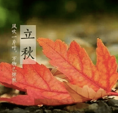 原创俗语"公秋把扇丢,母秋热死牛,如何分辨公秋母秋?看完有数了