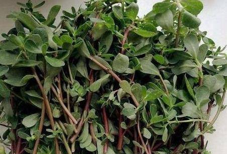 现在能种树吗北方 2e241cd8b4e94a6d971a641e521e1bdc.jpeg