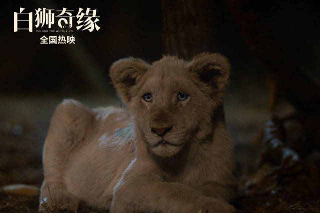 电影《白狮奇缘》热映获好评,引发"云撸狮"观影后遗症