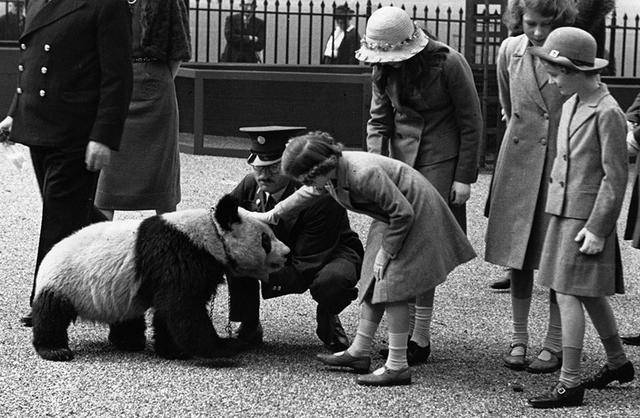 原创欧洲人1958年才能观赏大熊猫?1939年英国公主看到的,是假的?