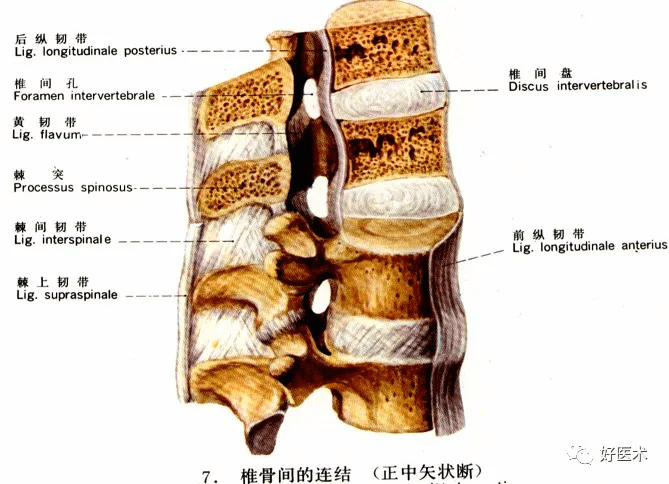 椎间盘:由髓核,纤维环,上下的透明软骨终板和sharpey纤维构成(1)