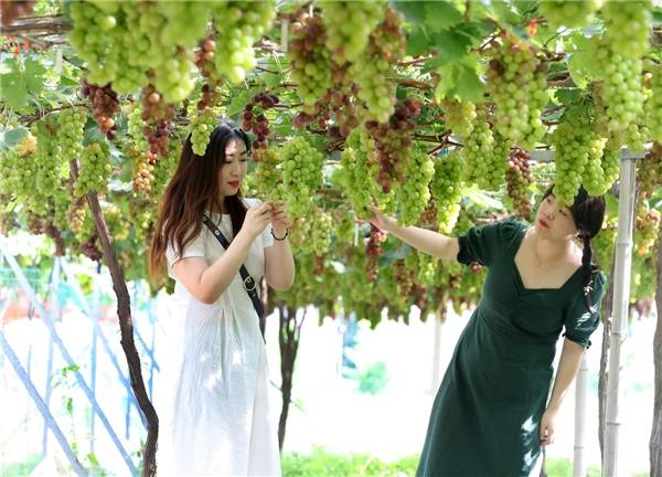 2020东洲葡萄文化旅游节开启|2020东洲葡萄文化旅游节开启 这个夏天特别推荐东洲“两天一晚”